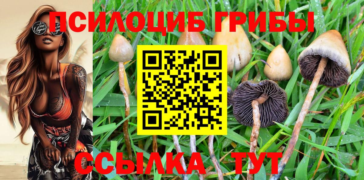 Галлюциногенные грибы Cubensis Гудермес